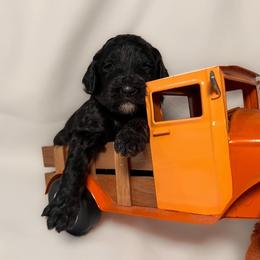 Bernedoodle and Goldendoodle Puppies from DLV Doodles
