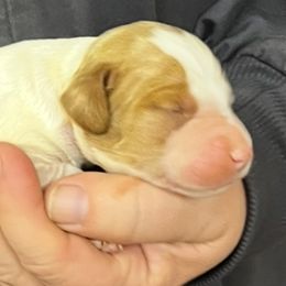 Daisy boy 2 - Orange and white male Brittany puppy in Floyd Knobs, Indiana from Cross Creek Brittanys