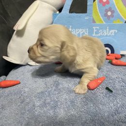 Conway - Cream Dachshund puppy in Franklin, Georgia from Camdox
