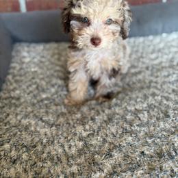 Amelia - Brown female Poodle puppy in Navarre, Florida from KAYY services