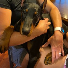 Doberman Pinscher All Grown Up from Gordon Farms Dobermans