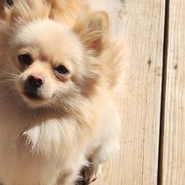 Pebbles - Pomeranian