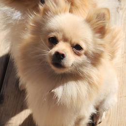 Pebbles - Pomeranian