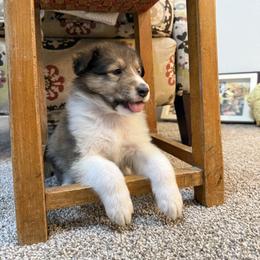 Baker - Sable and white male Collie puppy in Beaver, Oklahoma from Lawson’s Lassies