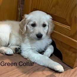 Miss Lime Green - Golden female Golden Retriever puppy in Chatham, Virginia from Barron’s Dan River Retrievers