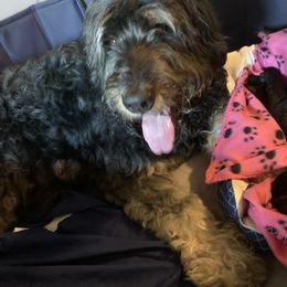 Bernedoodle puppies from Beach Bernedoodles