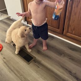 Golden Retriever Puppies from Mia Ragazza Golden Retrievers