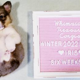 American Corgi and Pembroke Welsh Corgi Puppies from Whimsical Treasure Corgis