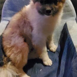 Pierre - Pomeranian
