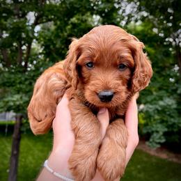 Reef - Red  male Goldendoodle puppy in Sugar City, Idaho from Idaho Sugar Doodle Pups
