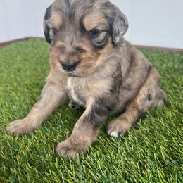 Medusa - female Golden Mountain Doodle puppy in Calhan, Colorado from Snowy Goldens LLC