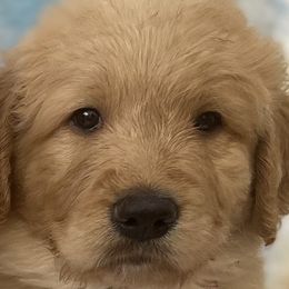 Lager - Apricot Goldendoodle puppy in San Diego, California from CrystalBay Doodles