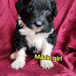 Mazie - Black and white female Portuguese Water Dog puppy in Narvon, Pennsylvania from Prized Family Porties