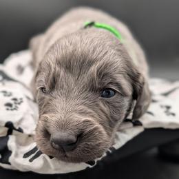 Rusty - male Long Haired Weimaraner puppy in Evart, Michigan from Drehbar Weimaraners