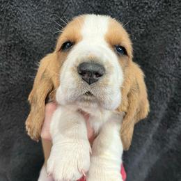 Whoppers (brown) - Black white and brown male Basset Hound puppy in Kingsport, Tennessee from Bear’s Bassets