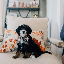 Wyatt - Tri-color male Bernedoodle puppy in Murray, Utah from Sun Valley Doodles