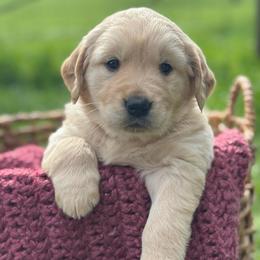 Blue Boy - Light golden male Golden Retriever puppy in Scio, Oregon from Stackhouse Family Farm