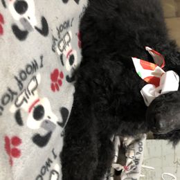 Poodle Puppies from Tails Up Standard Poodles