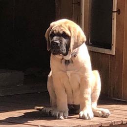 Mastiff Puppies from Majestic Mastiffs of Florida