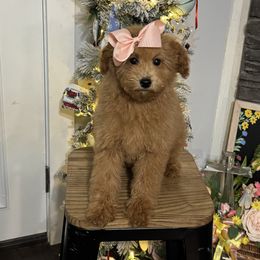 Sydney - Red  female Goldendoodle puppy in Lancaster, Kentucky from Dream Paws Puppies, LLC
