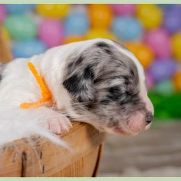 Bevo - Merle female Cockapoo puppy in Connersville, Indiana from Deaz Doodle Ranch