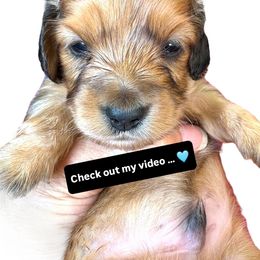 Cream- Red Male Choice - Cream male Dachshund puppy in Medina, Ohio from STORIED DOXIES