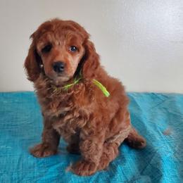 Scarlett Grace Majestic Embrace - Red  female Poodle puppy in Licking, Missouri from Majestic Embrace Poodles