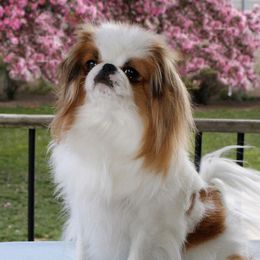 Dazzle - Japanese Chin