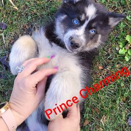 Pomsky Puppies from Paw-lenty of Pomskies