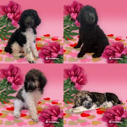 Poodle Puppies from Paddock's Purebred Poodles