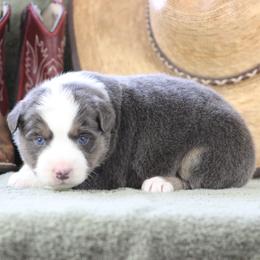 Ruby - Dilute blue female Australian Shepherd puppy in Quapaw, Oklahoma from Rocky Hill Aussies