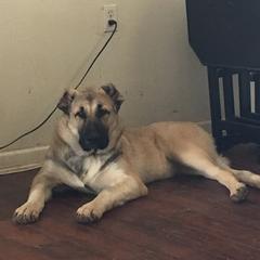 Armenian Gampr and Boxer Puppies from Moonlite Boxers