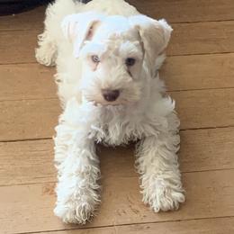 Miniature Schnauzer Puppies from Shelly’s Pooches