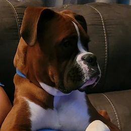 Boxers from A&j’s Boxer Baby’s Kennel