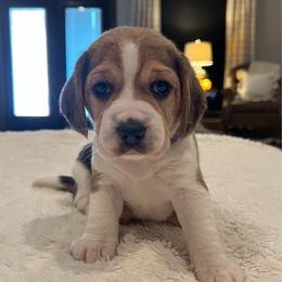Brynn - Black tan and white female Beagle puppy in Brownsboro, Texas from Willow Bark Beagles