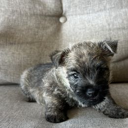 Mr. Green - Silver brindle male Cairn Terrier puppy in Pottersville, Missouri from Cairn Terriers of Heatherridge,LLC