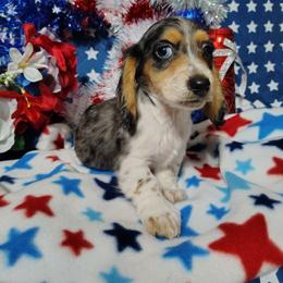 Noah - Dapple male Dachshund puppy in Hudson, Michigan from Mittentail Kennel Miniature Dachshunds & Australian Shepherds
