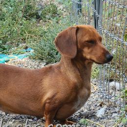 Molly - Dachshund