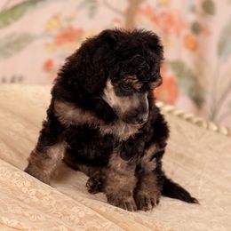 Poodle Puppies from Setting the Standard Poodles