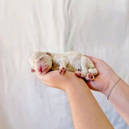 Girl 3 - Cream female Labradoodle puppy in Kingman, Arizona from The Dood Ranch