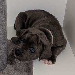 Cane Corso from Rohan Cane Corso Italiano