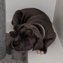 Cane Corso from Rohan Cane Corso Italiano
