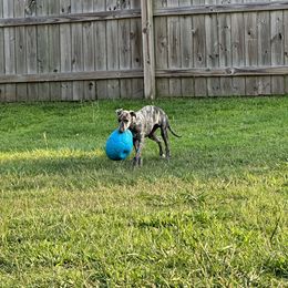 Poodle and Whippet All Grown Up from Charleston Reds Standard Poodles and Whippets