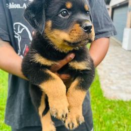 Yellow Girl - Black and mahogany female Rottweiler puppy in Humble, Texas from Inexorable Haus Early Rotts