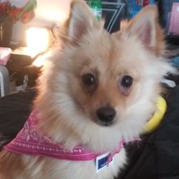 Pomeranian All Grown Up from Roxy's Pomeranian Puppies