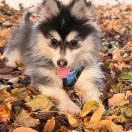 Sphinx - Black and white male Pomsky puppy in Centerville, Iowa from LJ Kennels Pomskies, LLC