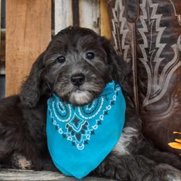 Lark - Merle female Goldendoodle puppy in Macedon, New York from Toodles Goldendoodles