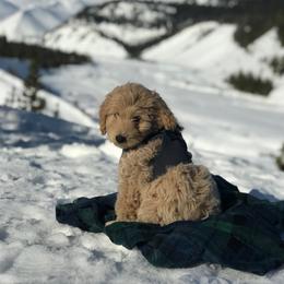 Goldendoodle Puppies from KandE Doodles