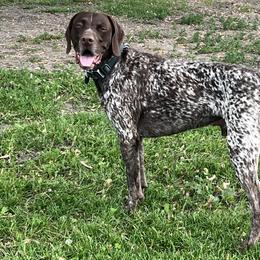 Barney - German Shorthaired Pointer