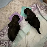Leonberger Puppies from Desert Magick Leonbergers